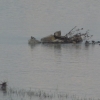 Vogelexkursion am Rheindelta